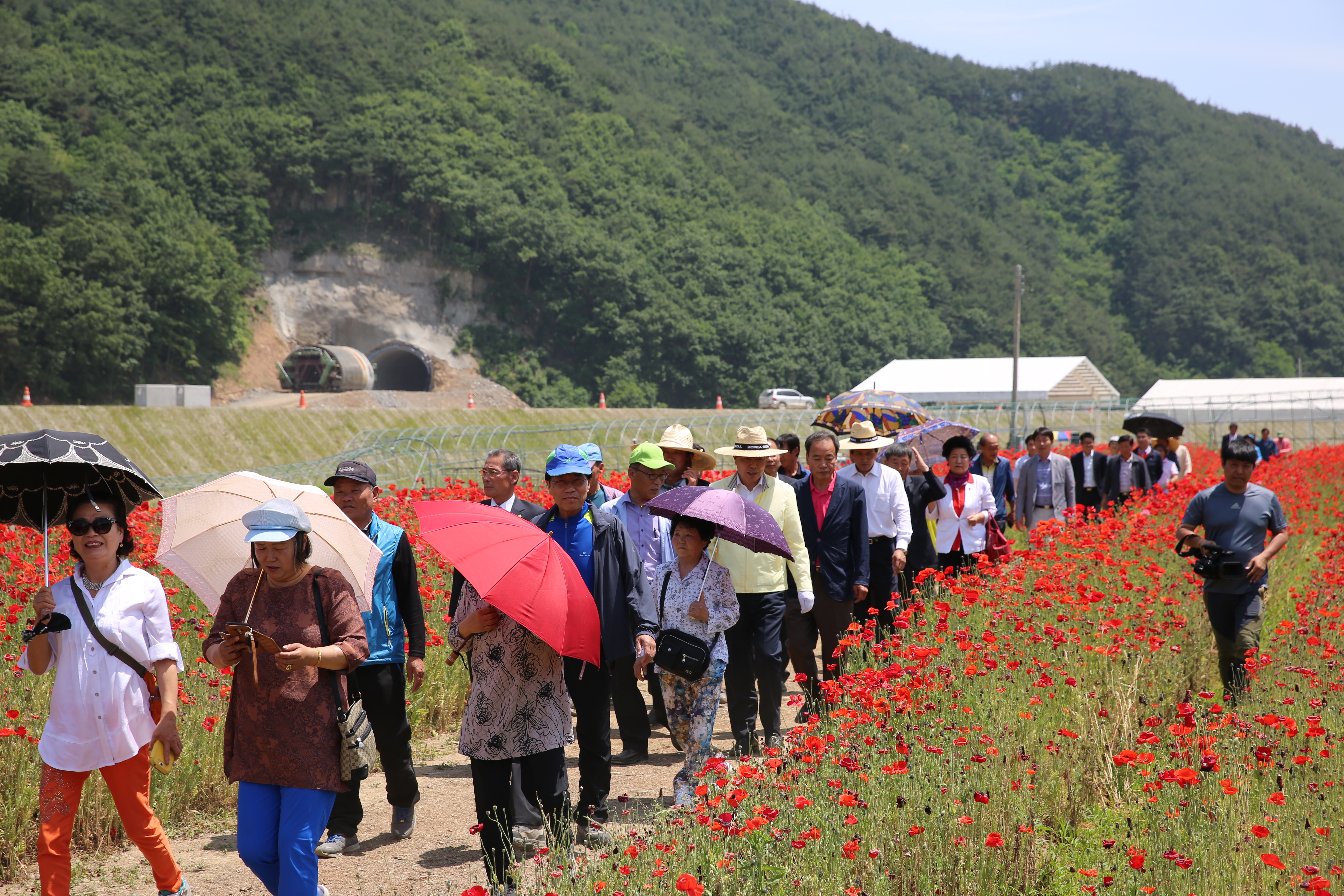 2015.05.27. 북천 꽃양귀비 축제 1