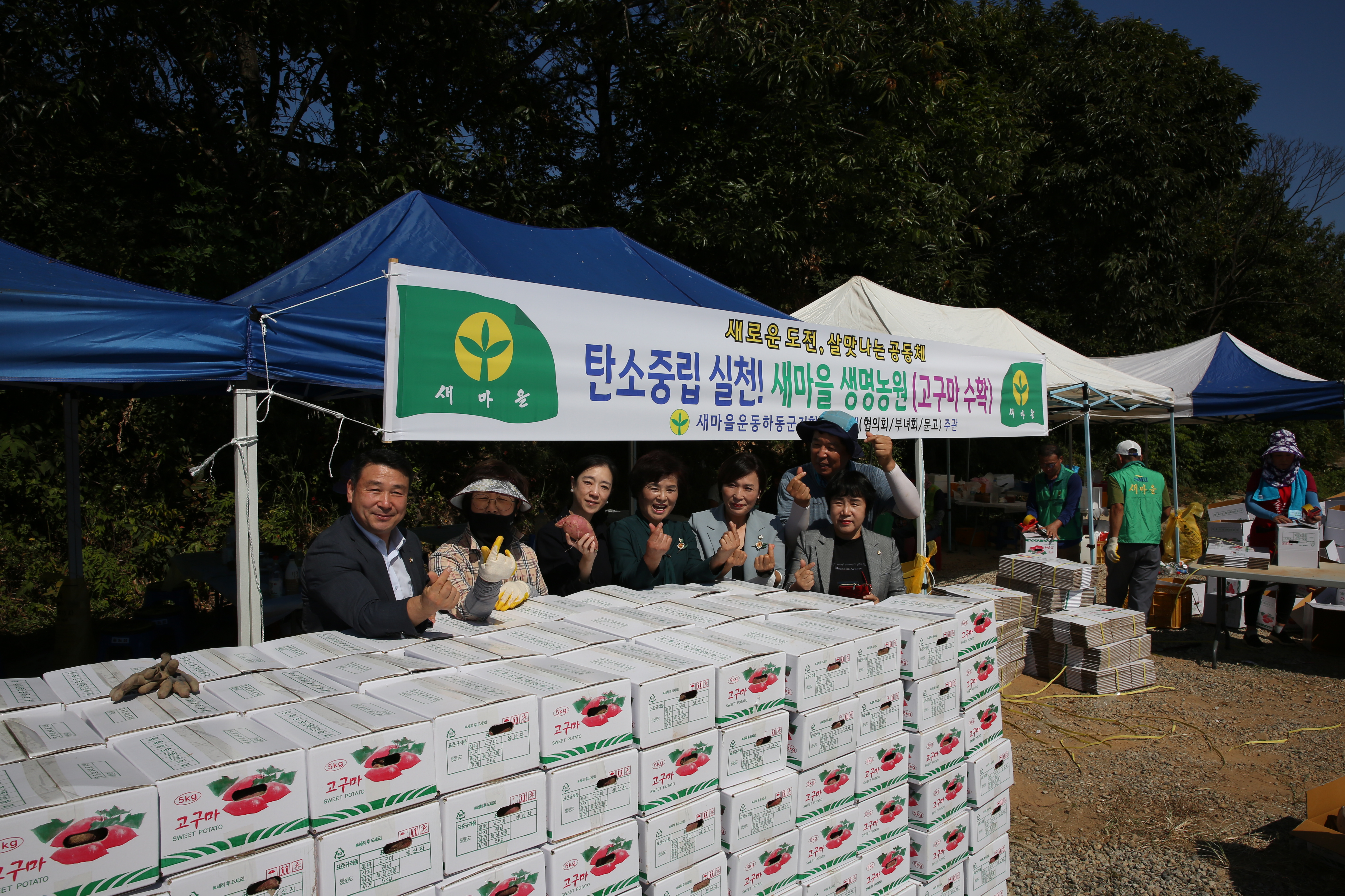 2022.09.30. 새마을 고구마 수확행사 1