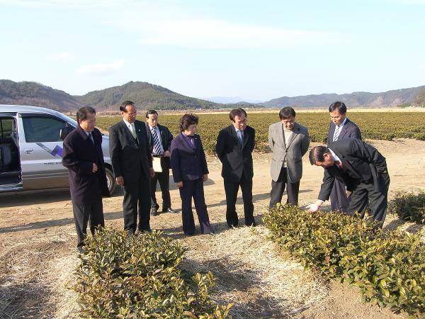 사천시 녹차밭 견학