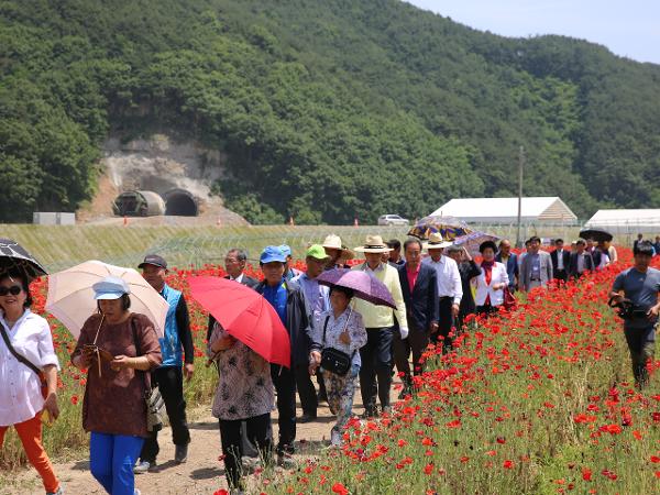 2015.05.27. 북천 꽃양귀비 축제